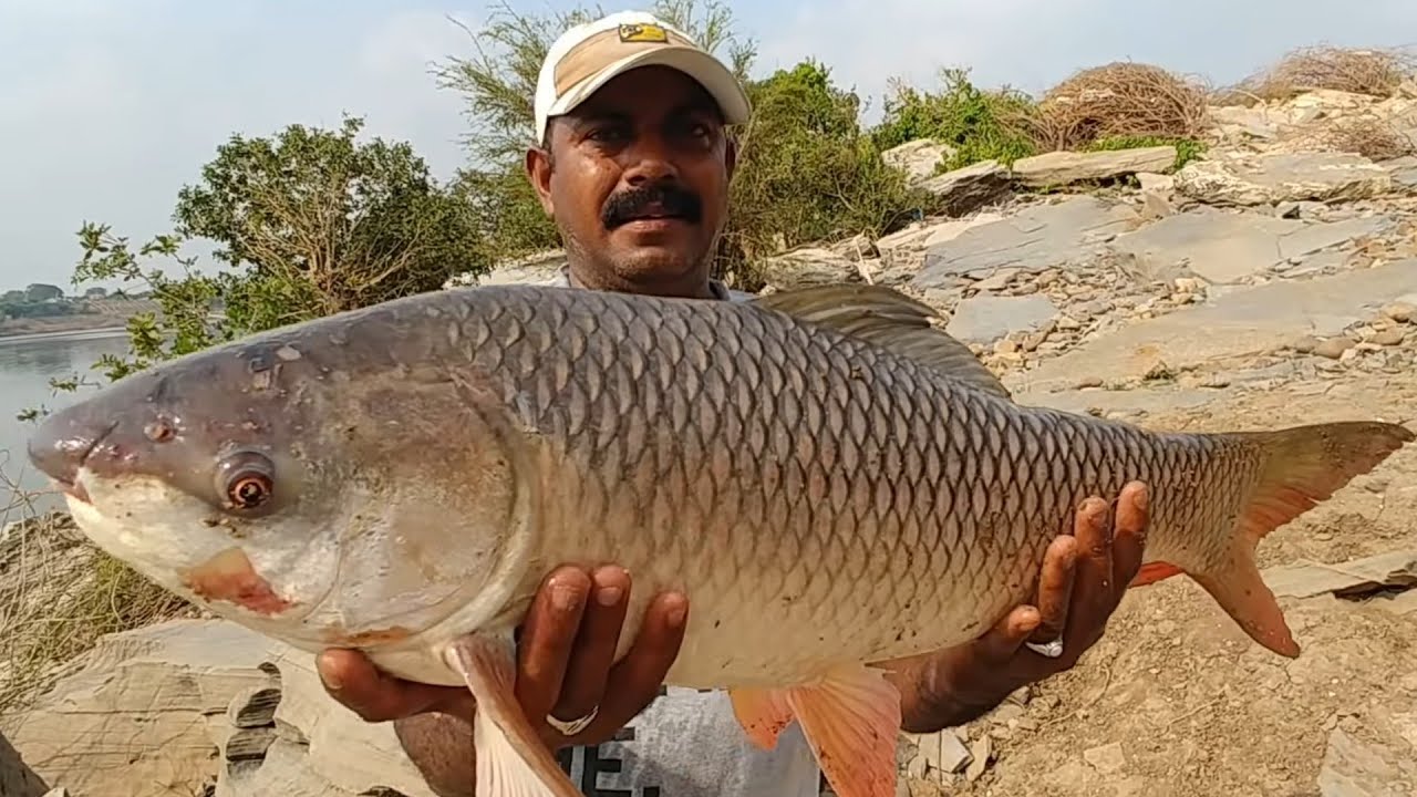 Unbelievable fishing, Fisherman Catching Big Rohu fishes in river