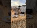 Spoiled cows try their first homemade pumpkin pie! #shorts