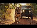 Real Tiger Safari Footage | Free Stock Wildlife Video
