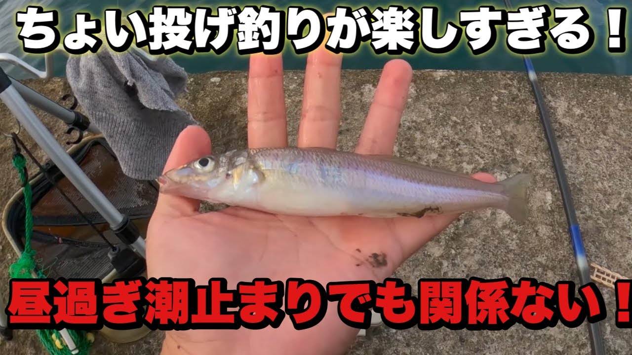 平塚新港で釣りしたら楽しすぎた！