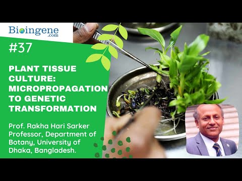 Plant Tissue Culture: Micropropagation to Genetic Transformation