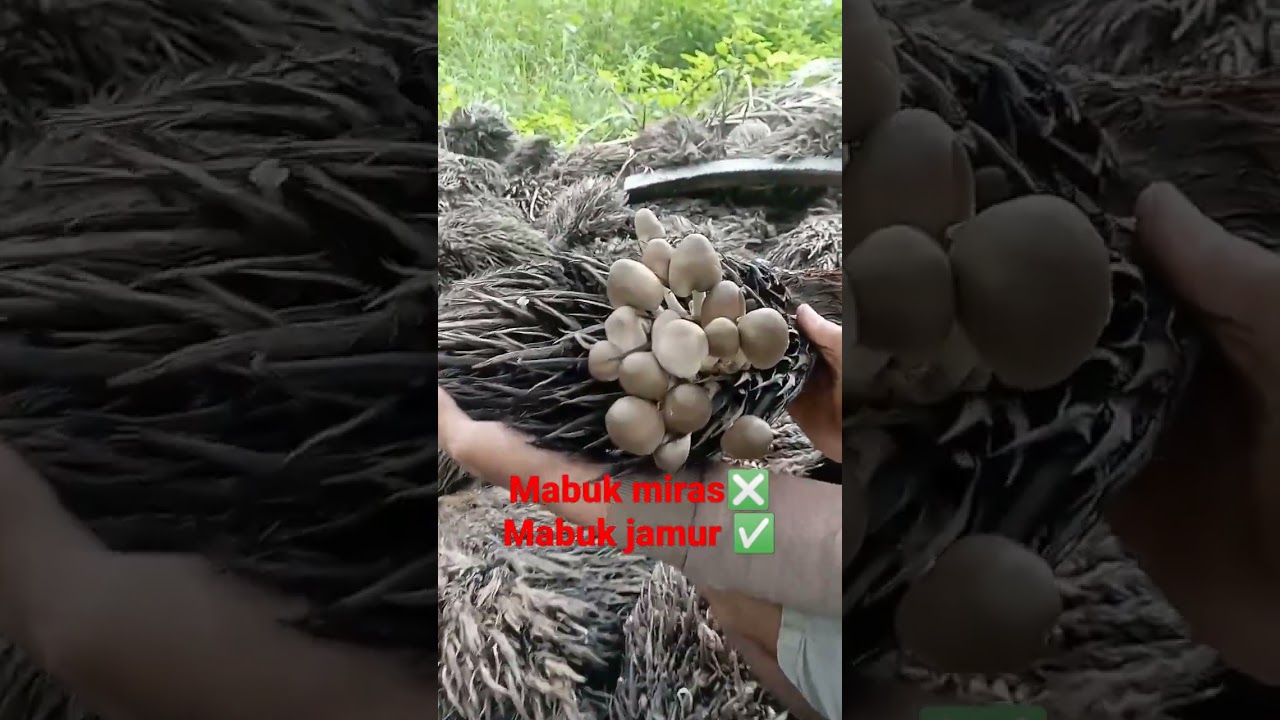 panen jamur sawit