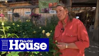 How to Choose Roses | This Old House