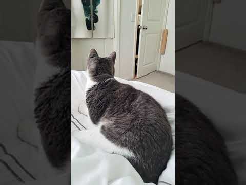 Knock Knock Who S There Twocats Cat Funny Shocking Shorts 