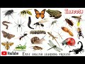 Insects name english language || कीड़े मकोड़े के नाम || Insect Name || Easy English Learning process