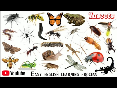 Video: Insects of Africa: namen, beschrijving, foto