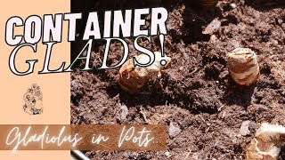 PLANTING GLADIOLUS IN CONTAINERS + POTS: Dense Plantings of Gladiolus in Pots