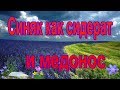 Синяк обыкновенный (Échium vulgáre) агротехника / синяк медонос / синяк сидерат