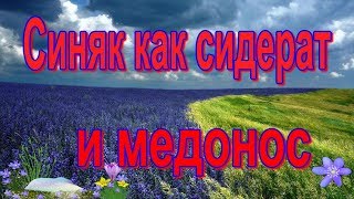 Синяк обыкновенный (Échium vulgáre) агротехника / синяк медонос / синяк сидерат