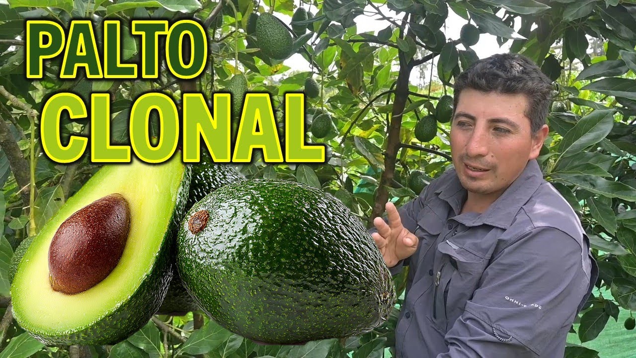 PALTO CLONAL O TRADICIONAL: LO QUE REALMENTE MARCA LA DIFERENCIA - VIVEROS AGROHASS