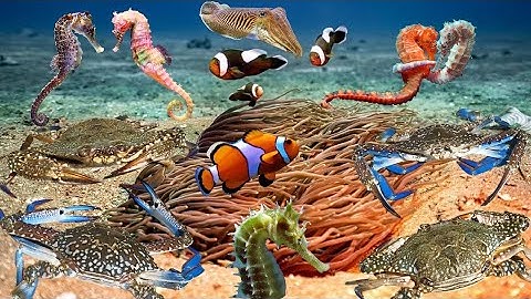 Bắt Gặp Nhiều Ghẹ Xanh, Cá Ngựa (Hải Mã), Mực Nang, Toàn Hàng Giá Trị Cao | Cảnh 86