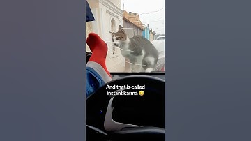 When You Realize Your Cat Is Actually a Comedian #cat #catblogger #catheart #catwatch #adoptcat