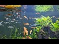 Southeast asian biotope aquarium at university of stellenbosch