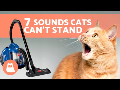7 SOUNDS CATS HATE the Most🐱🔊❌ Noises Felines Can't Stand!
