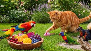 Cat TV for Cats to Watch 🐈 Continuous Calm Loop for Long Relaxation & Stress-Free Environment