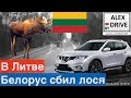 Белорус сбил лося в Литве. Последствия?