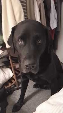My dog side eying me
