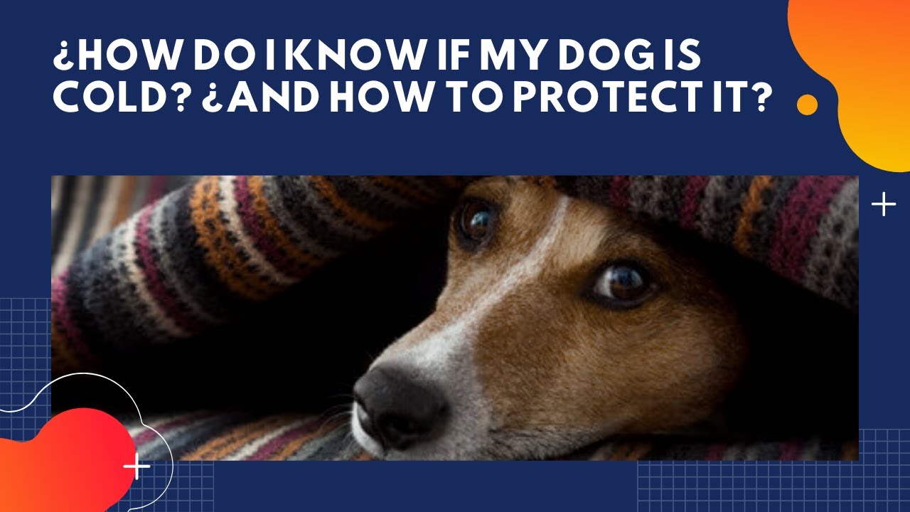 How Do You Know If Your Dog Is Cold At Night?