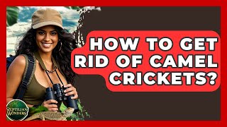 How To Get Rid Of Camel Crickets? - Reptilian Wonders How The Camel Crickets Are Infesting This Home
