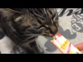 猫におやつをやってみた‼️