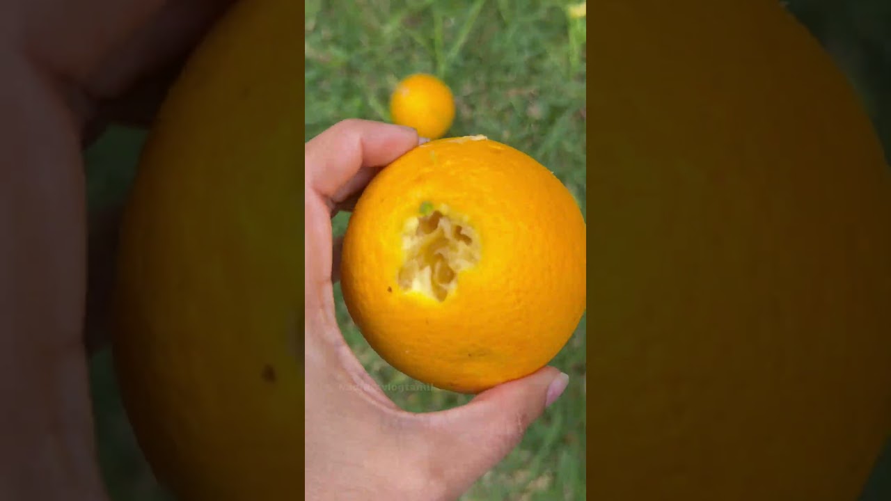எங்க ORANGES எல்லாம் யார் சாப்பிட்டாங்க?! 😱🍊 #tamilshorts #anvi #cute #trending #viralvideo #fypシ