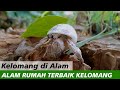 Alam adalah Rumah Terbaik bagi Kelomang | Relaxing Video | Crabpedia