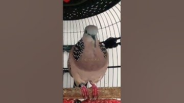 SUARA BURUNG TEKUKUR LOKAL KATURANGGAN GACOR ‼️