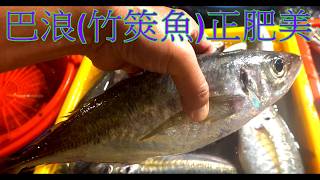 清晨基隆崁仔頂竹筴魚正肥美 一條都有一台斤重的魚體 黑喉也進入盛產期