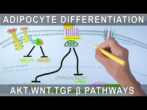 Vidéo: Dynamique Des Modifications Du Transcriptome Lors De La Différenciation Sous-cutanée Des Préadipocytes Chez Les Canards