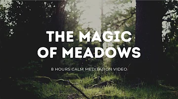 Sunrise Forests, Calm Green Meadows, Spa, Relaxing Zen Music, Calm Music,  Peaceful Sleep, Healing