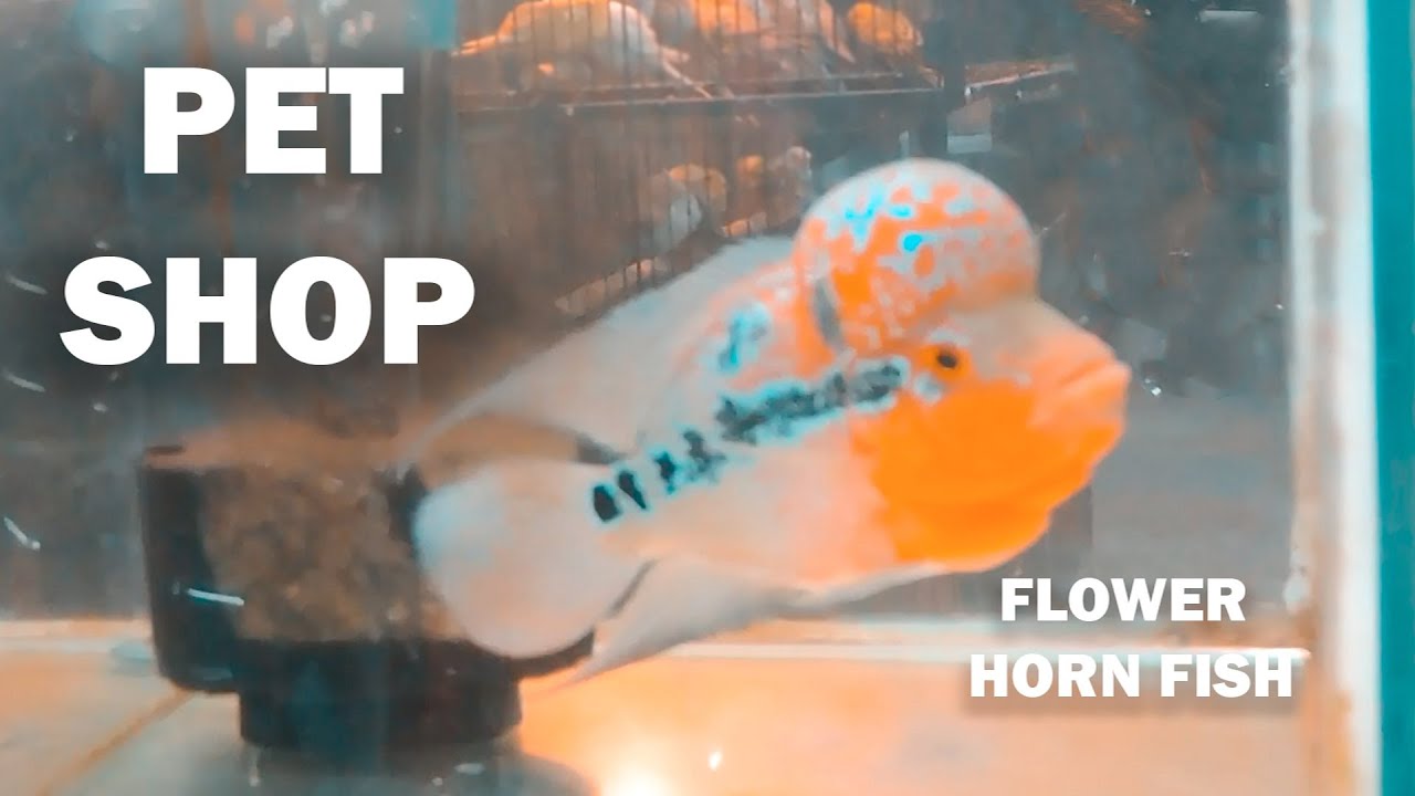 Marine fish shop Guwahati Flowerhorn YouTube