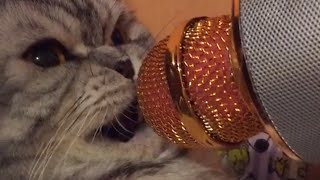 Ultimate Talking Cats | Funny Pet Compilation | The Pet Collective screenshot 2