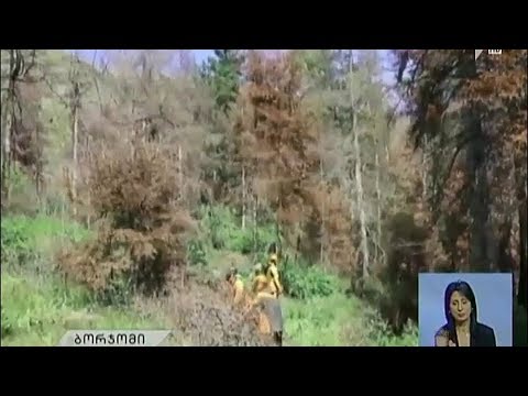 ბორჯომის ტყის აღდგენითი სამუშაოები