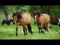 Big Horse Herd On the Move at Duchess Sanctuary