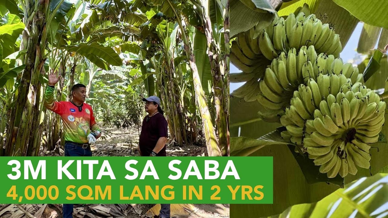 3M Kita sa Saba, 1.2M sa Lacatan at 1.2M sa Latondan sa bawat 4,000 SQM na Lupa in Just 2 Years!