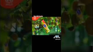 Iklan Walls Buavita      Youtube