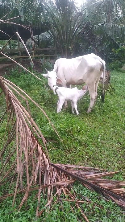 alhamdulillah rizky yang gak diduga2,,nmbah lagi ,,mudah2han sehat selalu,.amin #peternakmandiri