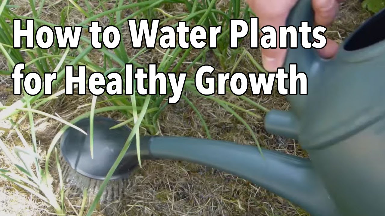 Watering Your Vegetable Garden: How to Water Plants for Healthier