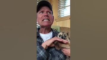 Thumbnail of Hilariously Angry Chihuahua LOATHES Getting Pets!