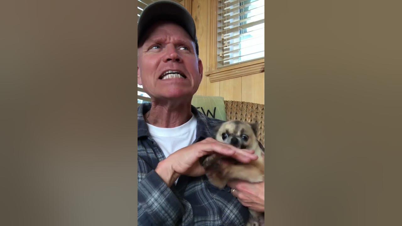 Hilariously Angry Chihuahua LOATHES Getting Pets!