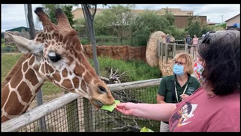 Feeding a Giraffe at the Columbus Zoo !