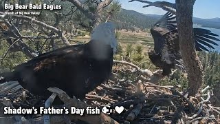 Big BearShadow's Father's Day Fish❤20220619