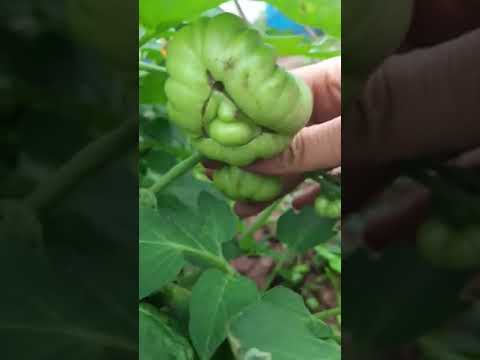 Video: Sự thật về cà chua Krim đen: Tìm hiểu về cách trồng cà chua Krim đen