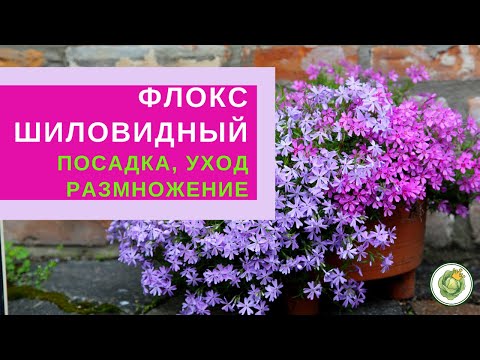 Video: Phlox Pătat