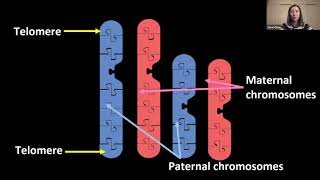 Famous CASE 2021: Using Models to Make Connections Between DNA and Chromosomes Profile