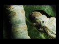 From egg to moth: Silkworm under the Hirox Microscope (1080p)