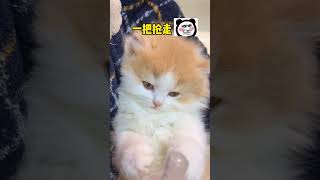 听说小猫咪都有两幅面孔#小奶猫的成长日记 #独生子的日常