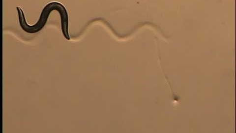 C. elegans responding to a touch stimulus