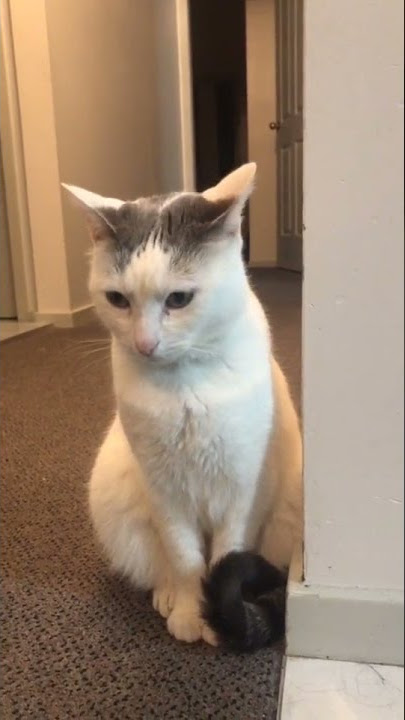 Cat lays ears back when it hears heavy metal noises.