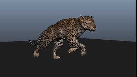 Leopard Run Cycle v3